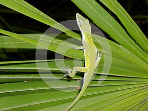 Anole