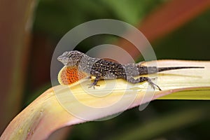 Anole