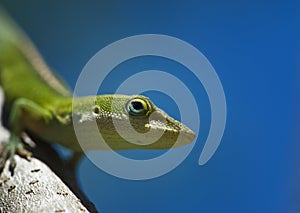 Anole on a branch