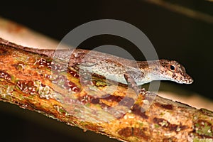 Anole at Guanica State Forest photo