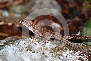 Anole at Guanica State Forest photo