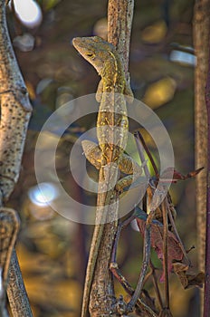 Anole hugging a limb