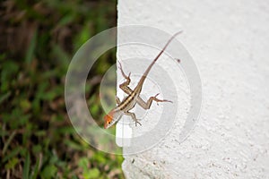 Anole lizard