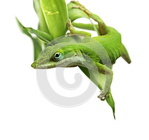 Anole lizard