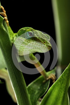 Anole lizard