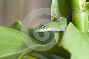 Anole lizard