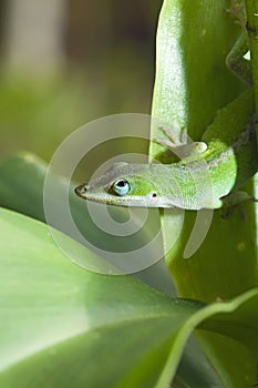 Anole lizard