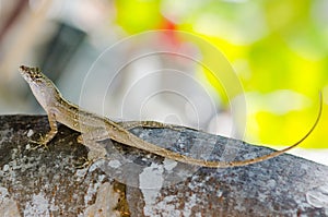 Anole lizard