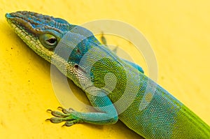 Anole lizard