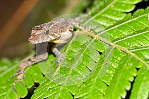 Anole Lizard, Anolis sp., Tropical Rainforest, Costa Rica