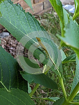 Anole lizard baby