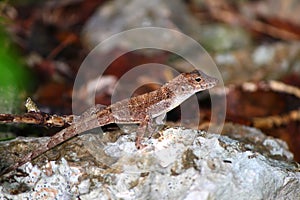 Anole Lizard Guanica State Forest photo