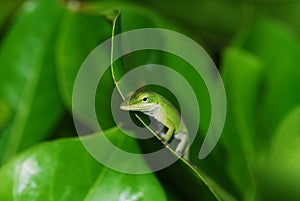 Anole lizard in Hawaii
