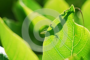 Anole lizard in Hawaii