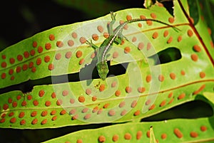 Anole lizard in Hawaii