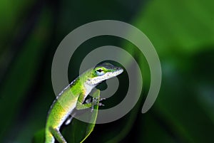 Anole lizard in Hawaii