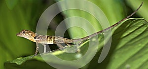 Anole Lizard, Marino Ballena National Park, Costa Rica