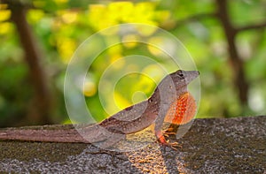 Anole Lizard in Profile with Light Shining Through Skin