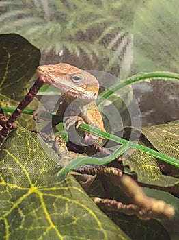 Anole lizards green reptile nature