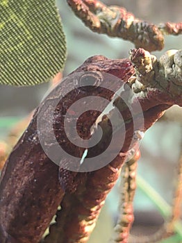 Anole lizards small pet