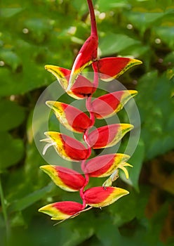 An Anole in Red Hanging Heliconia Flower in Jamacia