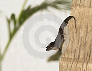 Anole on Tree Displays Throat Pouch in the Yucatan, Mexico