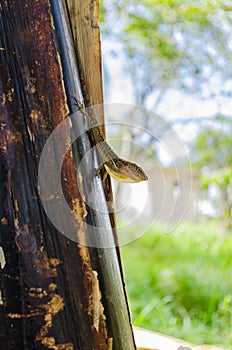 Anoles Lizard On Banana Tree