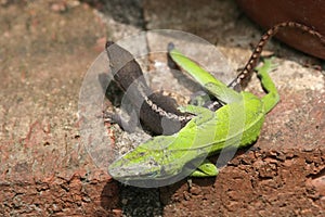 Anoles Mating