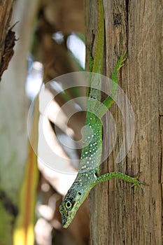 Anoli lizard of Martinique