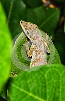 Anolis aeneus (bronze anole) lizard