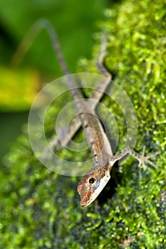 Anolis, Anole Lizard, Tropical Rainforest, Costa Rica