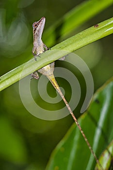 Anolis, Anole Lizard, Tropical Rainforest, Marino Ballena National Park