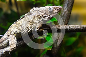 Anolis barbatus a little chameleon lizard from Cuba