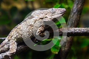 Anolis barbatus a little chameleon lizard from Cuba Caribbean