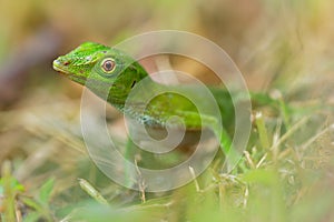 Anolis biporcatus - neotropical green anole or giant green anole, species of lizard, reptile found in forests in Mexico, Central photo