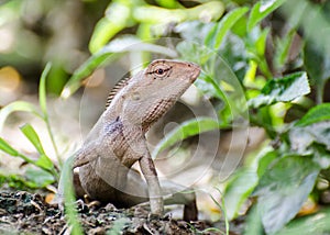 Anolis carolinensis or green anole is a tree-dwelling species of anole lizard,