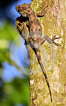 Anolis (Chamaeleolis) guamuhaya (Escambray Bearded Anole).