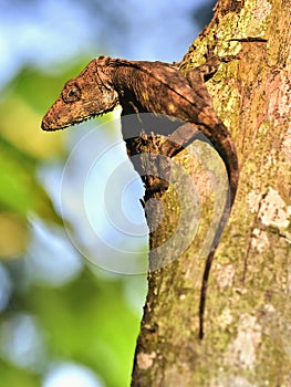 Anolis (Chamaeleolis) guamuhaya (Escambray Bearded Anole).