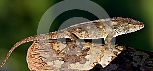 Anolis (Chamaeleolis) guamuhaya (Escambray Bearded Anole).