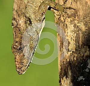 Anolis (Chamaeleolis) guamuhaya (Escambray Bearded Anole).