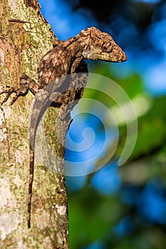 Anolis (Chamaeleolis) guamuhaya (Escambray Bearded Anole).