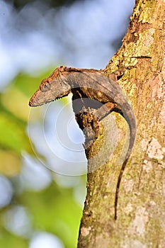 Anolis (Chamaeleolis) guamuhaya (Escambray Bearded Anole).