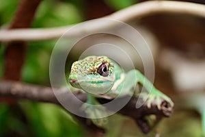 Anolis equestris lizard on a tree