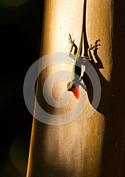 Anolis exhibition at sunset