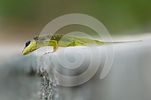 Anolis extremus - Barbados anole lizard native to Barbados, introduced to Saint Lucia and Bermuda. Previously treated as a