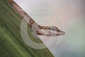 Anolis lizard held on a leaf of a tree