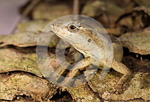 Anolis photographed in Costa Rica