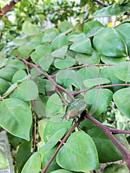 anomala cuprea relaxing among green branches looking for food