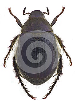 Anomala devota, a scarab from Europe