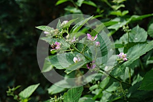 Anomala dubia beetle and bumblebee fly over blackberry flowers in June. Berlin, Germany